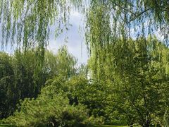 -莲花池公园