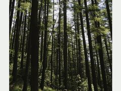 -芦芽山旅游度假区