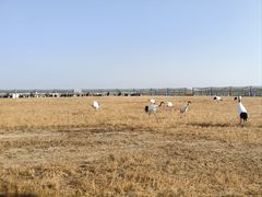 -盐城丹顶鹤湿地生态旅游区