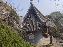 -香雪海