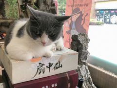 -福尔喵斯探案馆实景搜证·沉浸式剧本杀