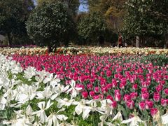-上海鲜花港