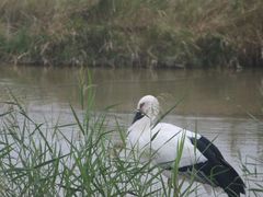 -盐城丹顶鹤湿地生态旅游区
