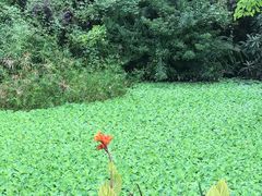 -张坝桂圆林公园