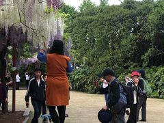 -嘉定紫藤园