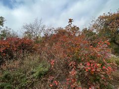 -北京西山国家森林公园