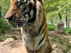 -栾川竹海野生动物园