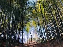 -西湖风景区十里琅珰-五云山