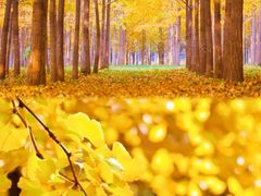 -三里屯东五街银杏大道