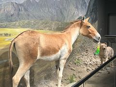 -四川大学博物馆
