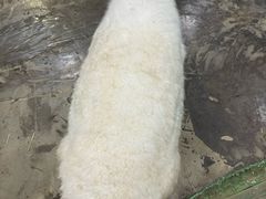-上海大自然野生昆虫馆(东方明珠·爬宠昆虫探索中心)