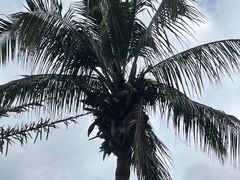 -文昌邓记清补凉(西沙路店)