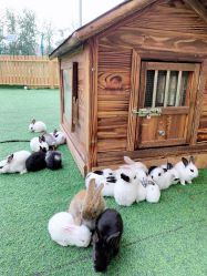 -萌宠亲子动物乐园(槐房万达店)