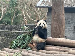 -都江堰中华大熊猫苑