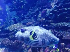 -迪拜帆船酒店海底餐厅