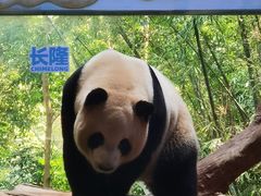 -广州长隆野生动物世界