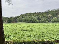 -南宁良凤江国家森林公园