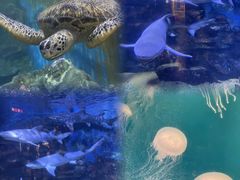-烟台海昌鲸鲨海洋公园