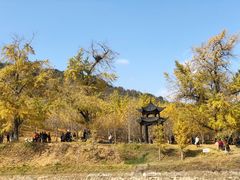 -千年银杏谷文化旅游区