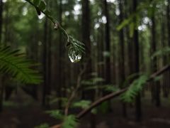 -黄海国家森林公园