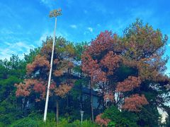 -铁山坪森林公园