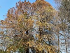 -南宁良凤江国家森林公园