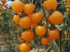 -杨柳青园艺科技博览园