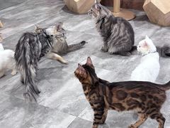 -楼上猫咖(罗湖店)