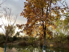 -梁鸿国家湿地公园