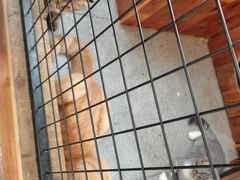 -醍茉甜点