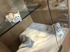 -悠尼宠物·独立低压伊珊娜洗护·美容·寄养(兰谷路店)
