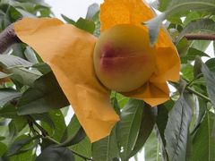 -老袁家蜜桃农场·阳山水蜜桃