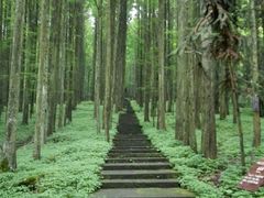 -武陵山森林公园