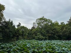 -红梅公园
