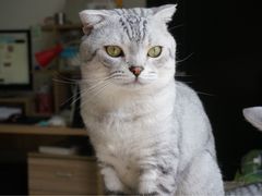 -巧云大馄饨(南阴阳营总店)