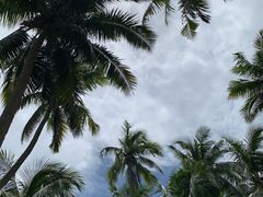 -东郊椰林