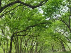 -昆山城市生态森林公园