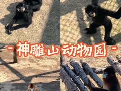 -西霞口神雕山野生动物世界