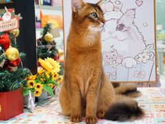 -babydoll猫舍·米努特·德文·缅因(久光中心店)