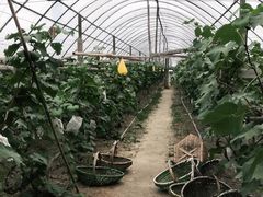 -马陆小张葡萄园农家乐