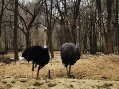 -北京野生动物园