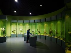 -盐城丹顶鹤湿地生态旅游区