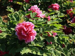 -羊亭河湿地公园