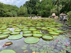 -中国科学院西双版纳热带植物园