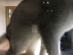 -李小姐の猫咖啡馆(五角场店)