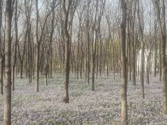 -将府公园