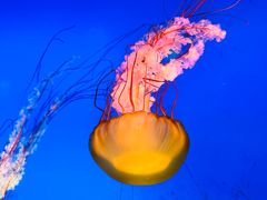 -太平洋海底世界