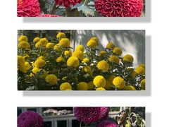 -杭州植物园
