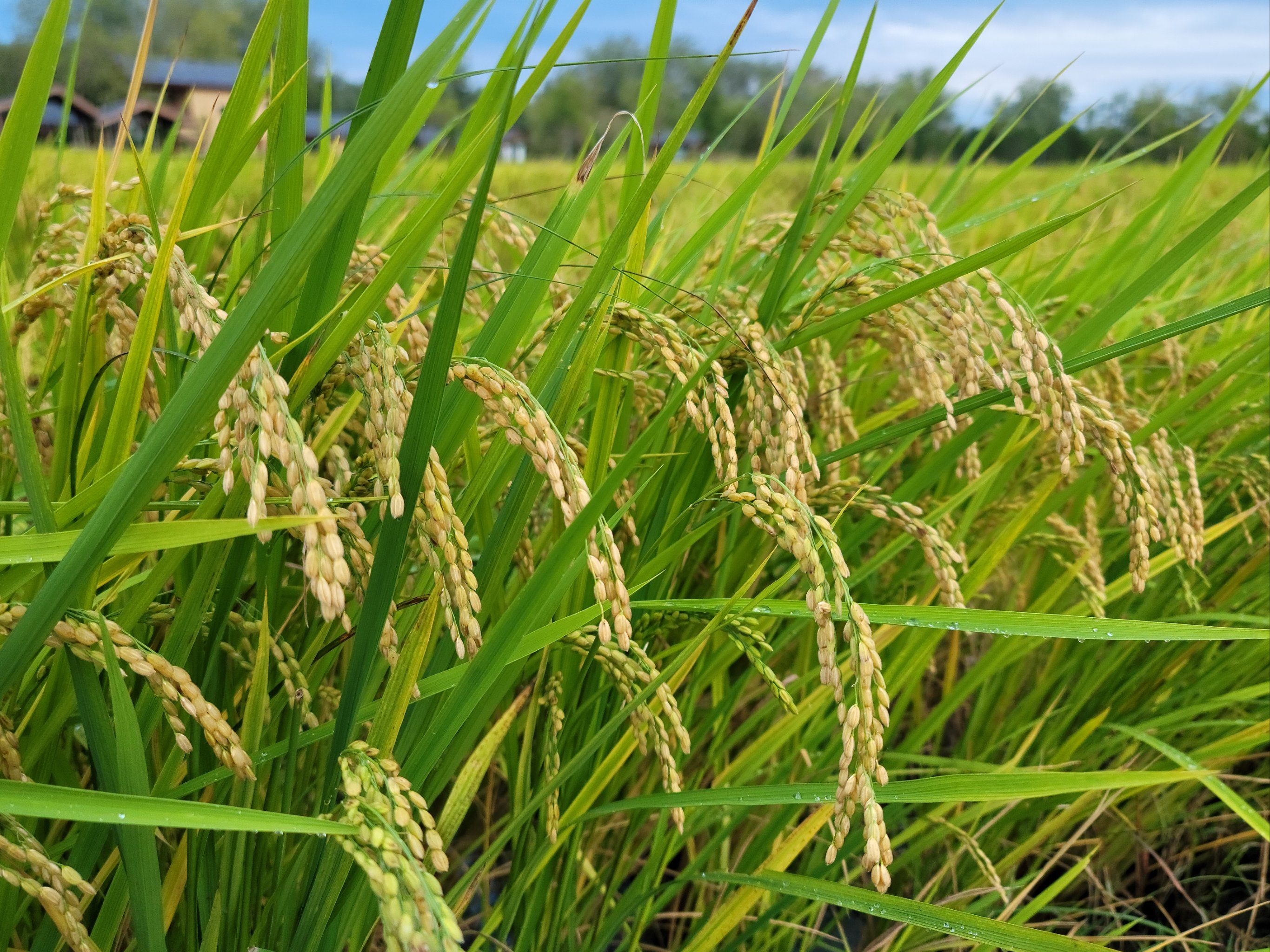 故城的稻子🌾熟了