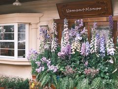 -Lamant Manor已闻花名关於蓝